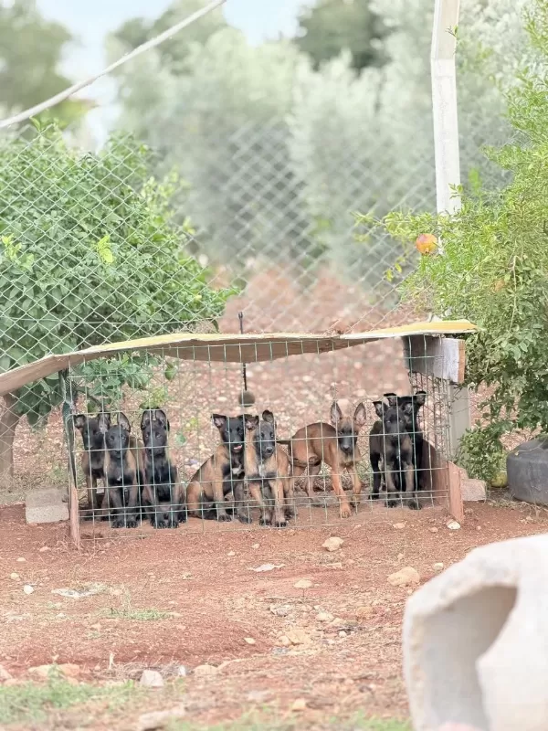 Hırs Kalite Renk Hepsi Birarada Belçika Kurdu