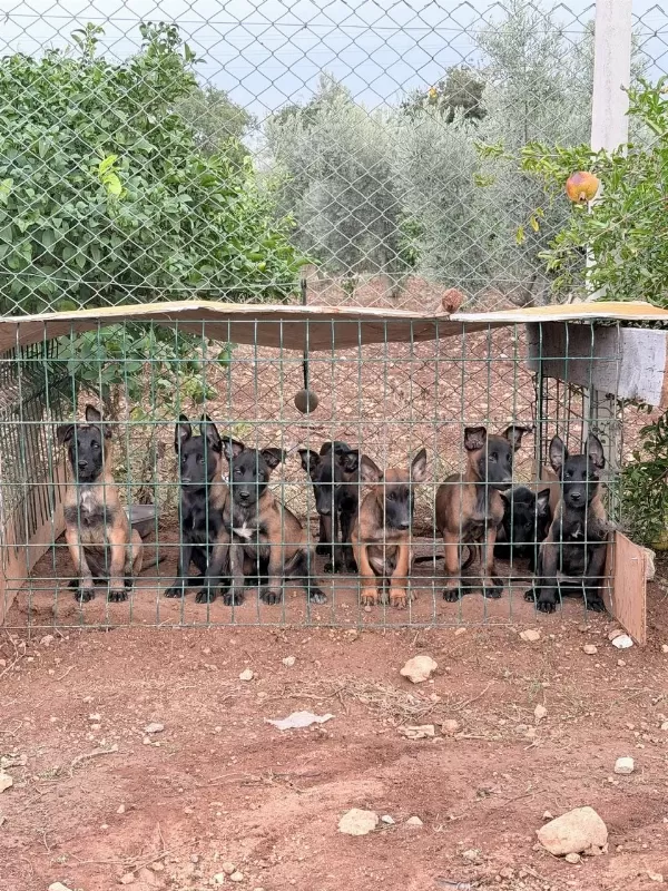 Hırs Kalite Renk Hepsi Birarada Belçika Kurdu