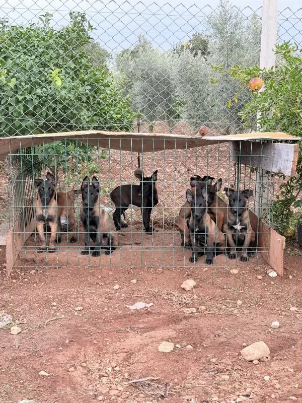 Hırs Kalite Renk Hepsi Birarada Belçika Kurdu