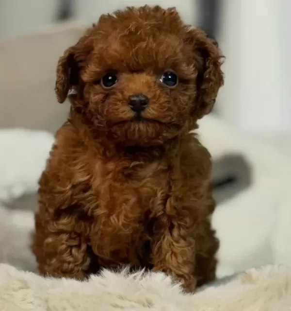 Oyuncak Bebek Toy Poodle