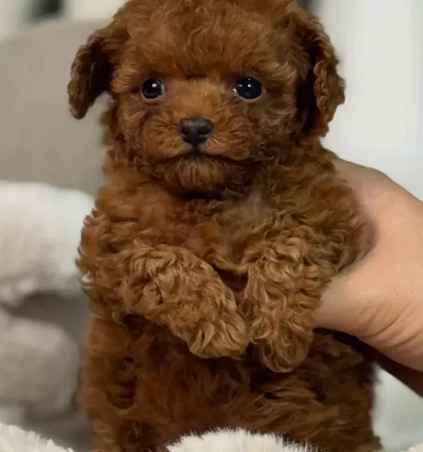 Oyuncak Bebek Toy Poodle