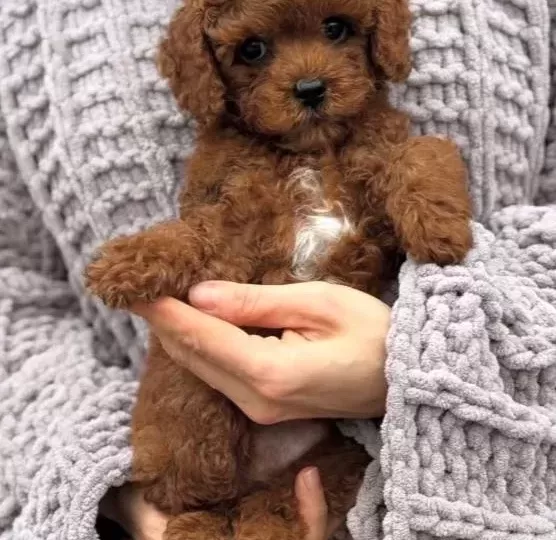 Üst Kali Te Toy Poodle Yavrumuz
