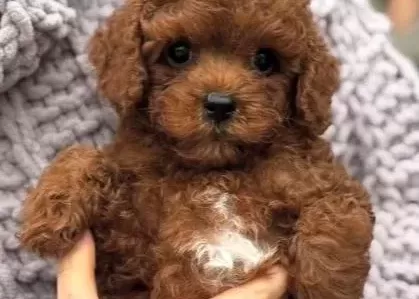 Üst Kali Te Toy Poodle Yavrumuz