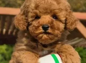 Red Brown Toy Poodle Yavrularimiz