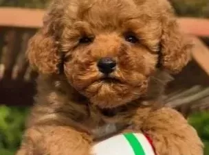 Red Brown Toy Poodle Yavrularimiz