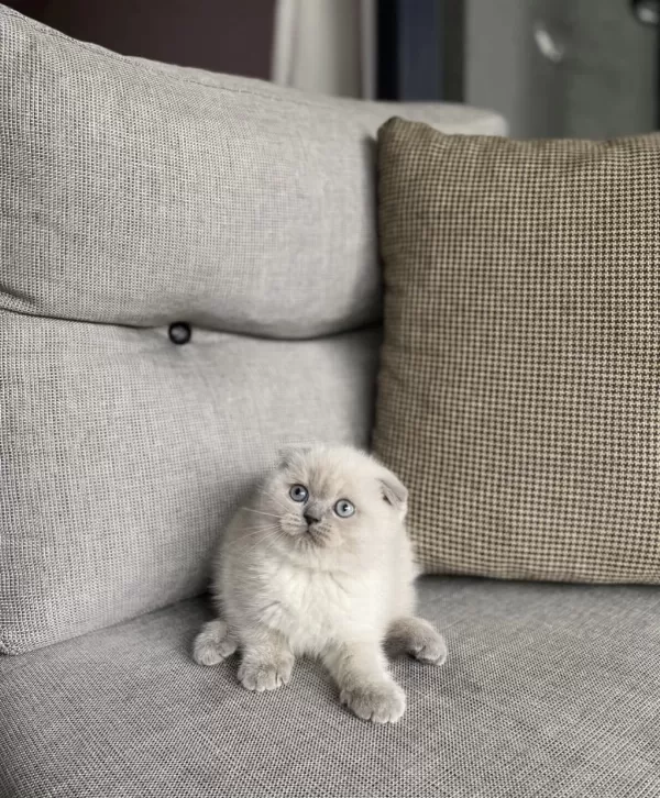 Scottish Fold Blue Point Yavrularim