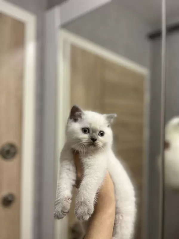 British Shorthair Blue Point Yavrularim