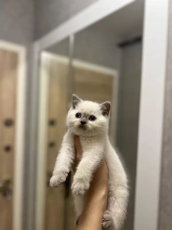 British Shorthair Blue Point Yavrularim