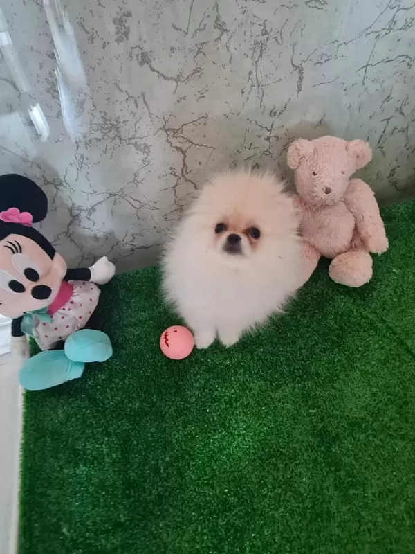 Minik Panda Dişi Ve Erkek Köpekler