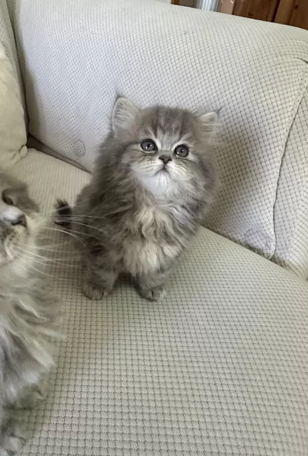 50 Günlük Şecereli British Longhair Dişi