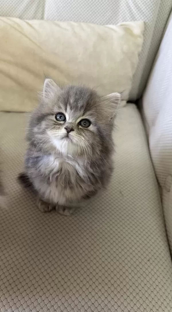 50 Günlük Şecereli British Longhair Dişi
