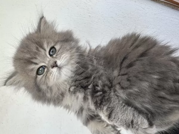 50 Günlük Şecereli British Longhair Dişi