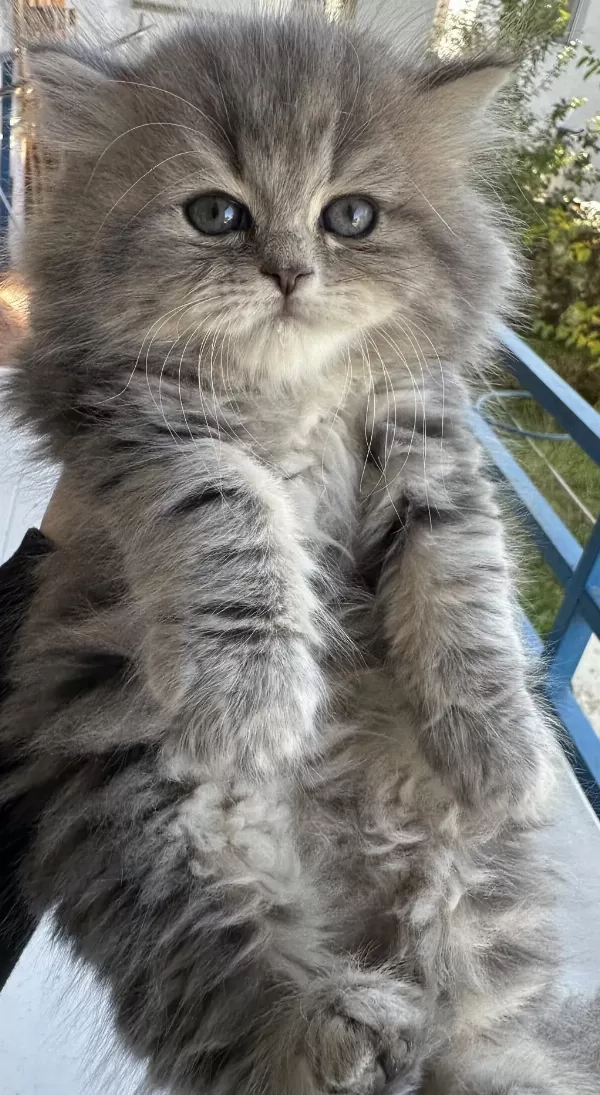 50 Günlük Şecereli British Longhair Dişi