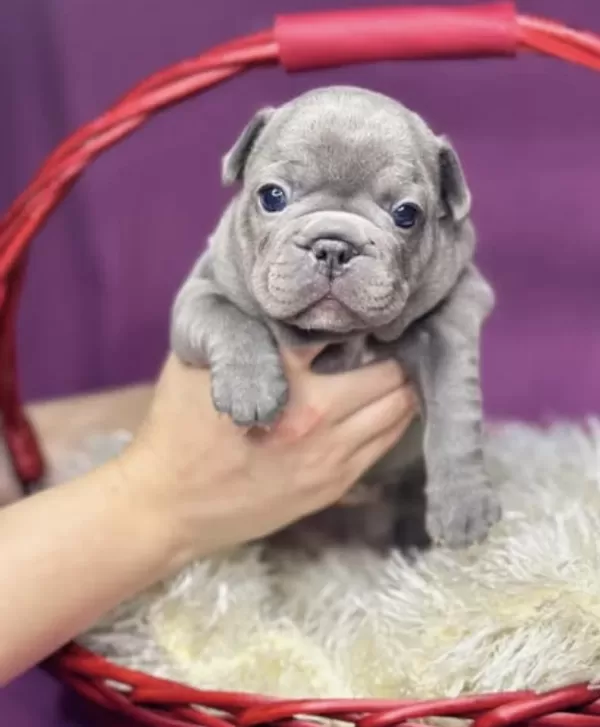 A Kalite Dişi French Bulldog