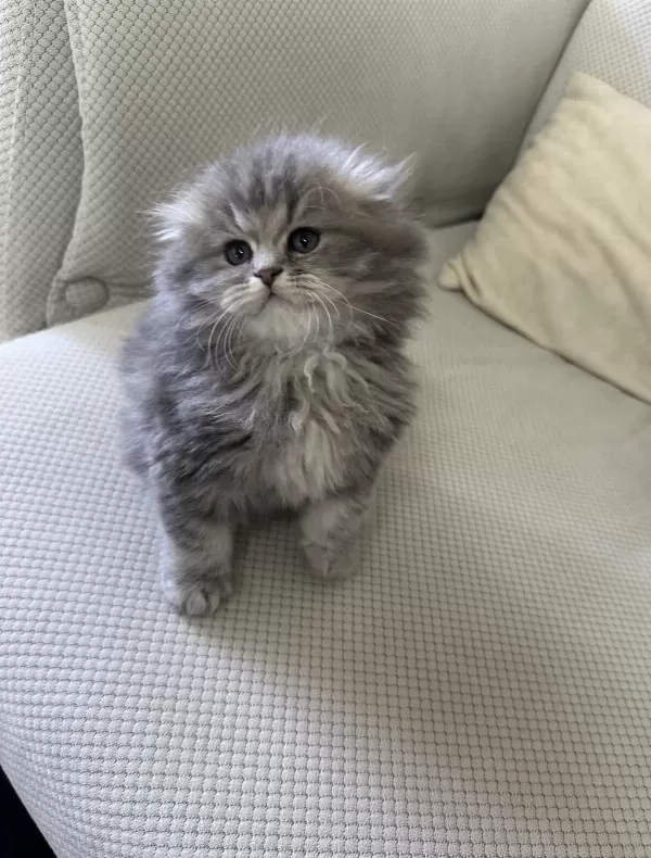 Şecereli 50 Günlük British Longhair