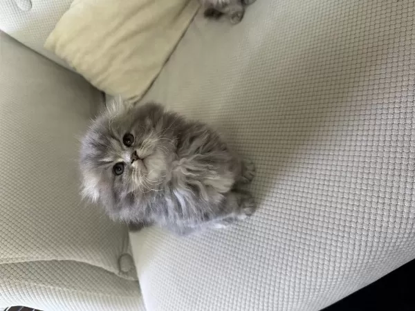 Şecereli 50 Günlük British Longhair