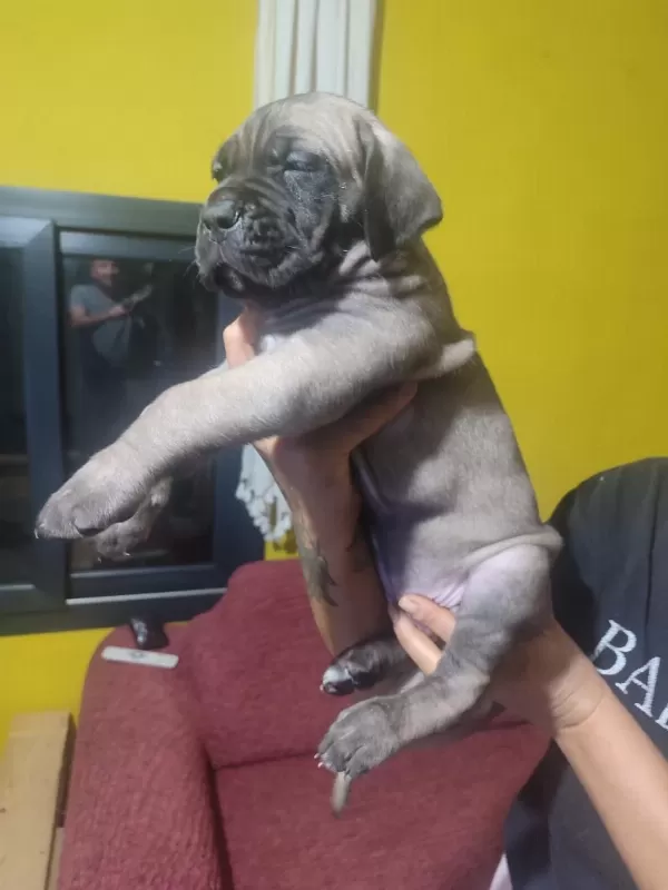 Safkan İtalyan Fawn Dişi Cane Corso