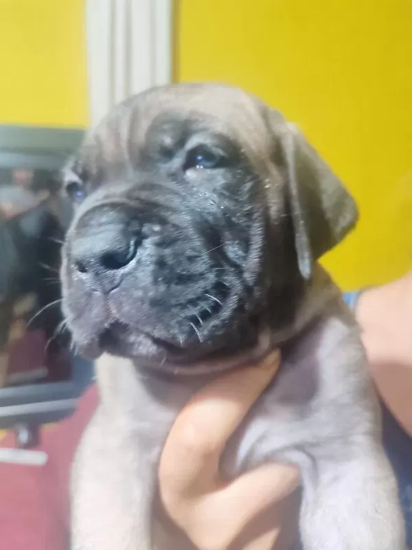 Safkan İtalyan Fawn Dişi Cane Corso
