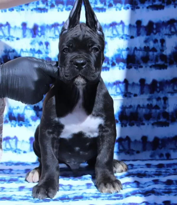 Fci-kif Secereli Cane Corso Koruma Köpekleri