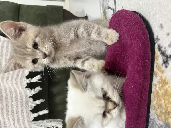 Harika Minnak Kedilerim