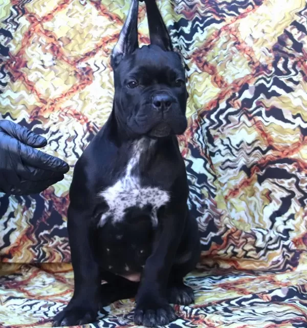 Fci-kif Secereli Safkan Cane Corso Yavru