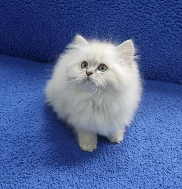 İstanbul İçi 7/24 Adrese Teslim Longhair British Ponçik