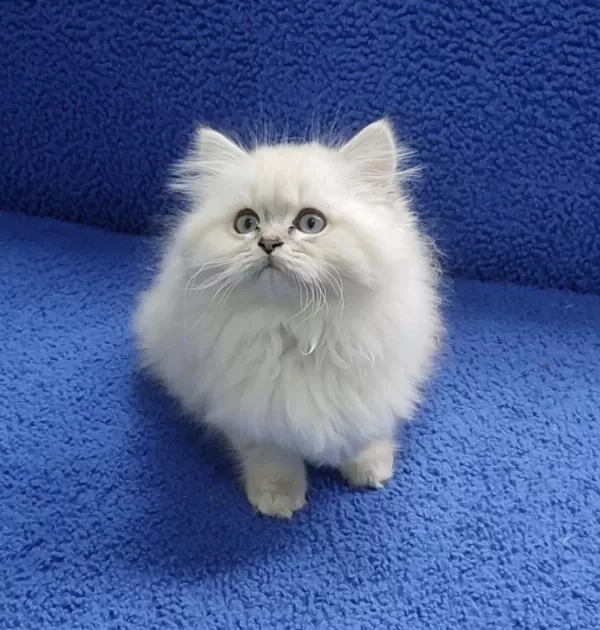 İstanbul İçi 7/24 Adrese Teslim Longhair British Ponçik