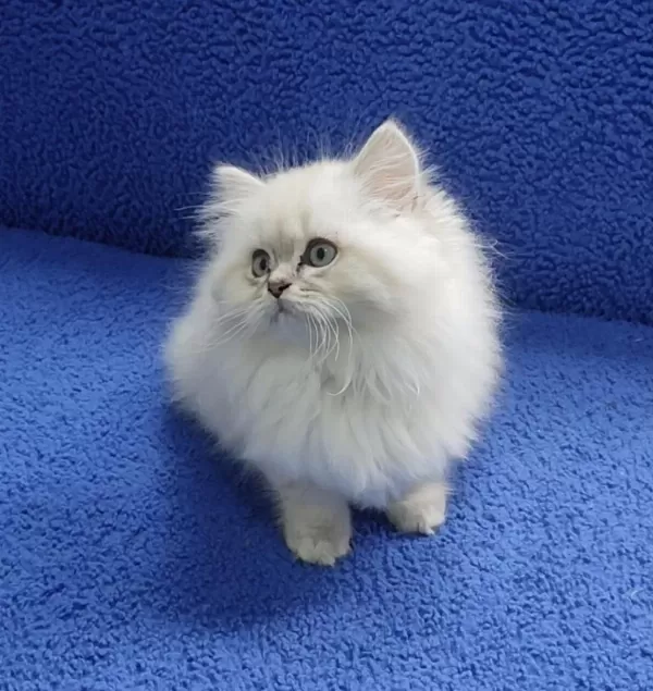İstanbul İçi 7/24 Adrese Teslim Longhair British Ponçik