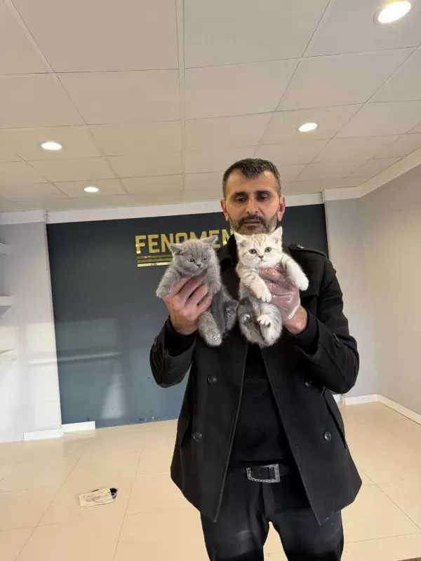 Orjinal İrk Yavru Kediler Ankara