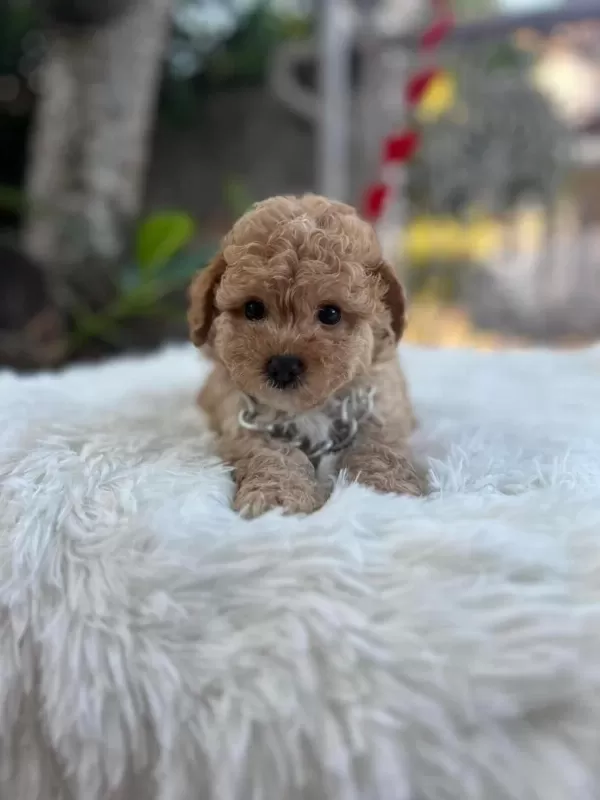Çağrı Çemçemin Sizin İçin Seçtiği Yavrular