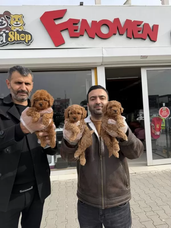 Show Kalite Lekesiz Toy Poodle Yavrular Ankara Da