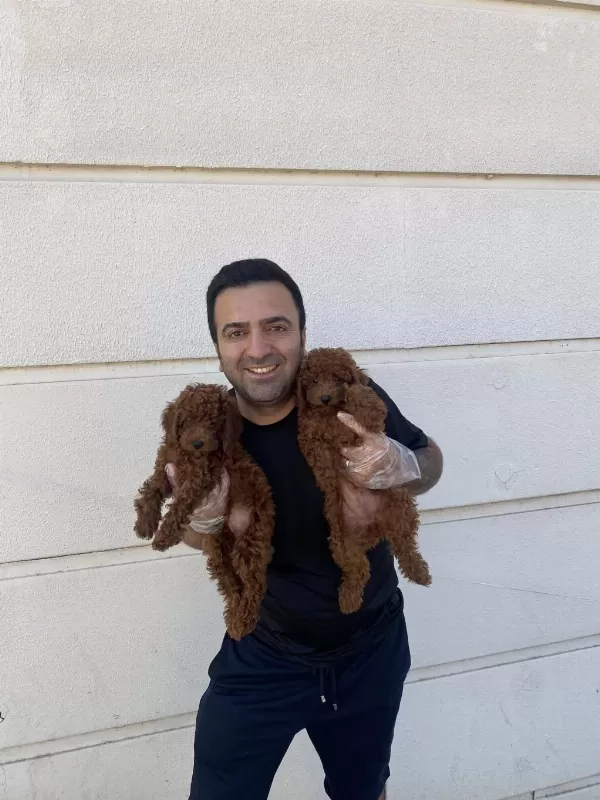 Show Kalite Lekesiz Toy Poodle Yavrular Ankara Da