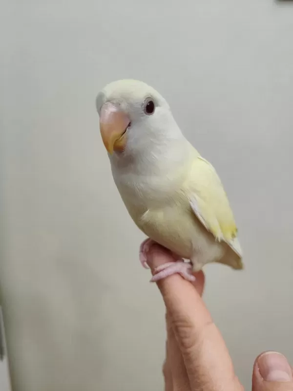 Oyun Hamuru Cremino Sevda Papağanı