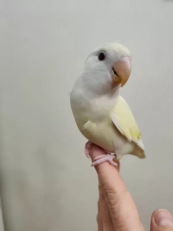 Oyun Hamuru Cremino Sevda Papağanı