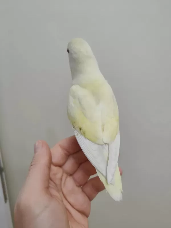 Oyun Hamuru Cremino Sevda Papağanı