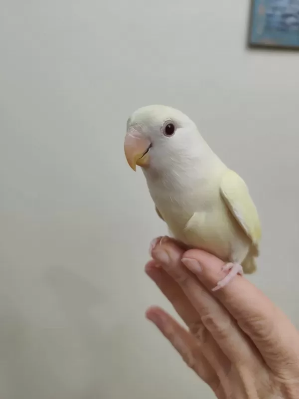 Oyun Hamuru Cremino Sevda Papağanı