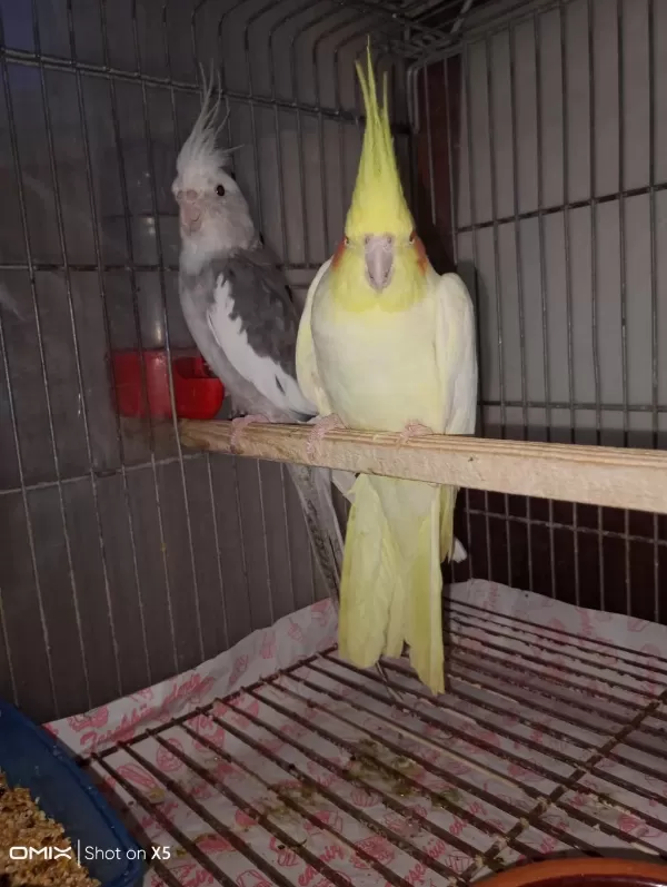 Hazır Yeni Eşleme Takım Sultan Papağanı