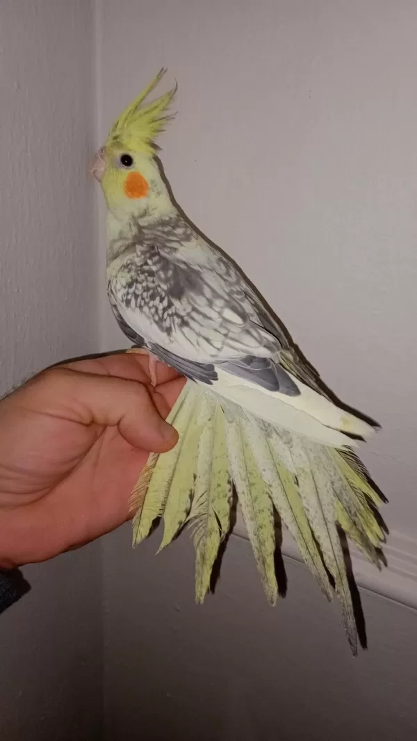 Full Evcil Pied Konuşan Sultan Papağanı