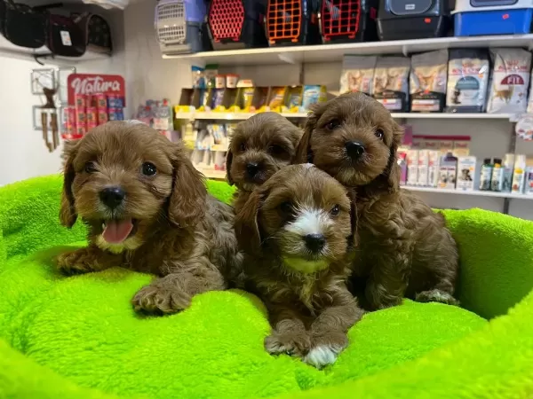 Tüy Dökmeyen Hipoalerjenik Saf Kan Maltipoo Yavrular
