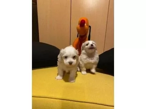 En Güzel Hediyeleriniz Maltipoo Bebeklerimiz