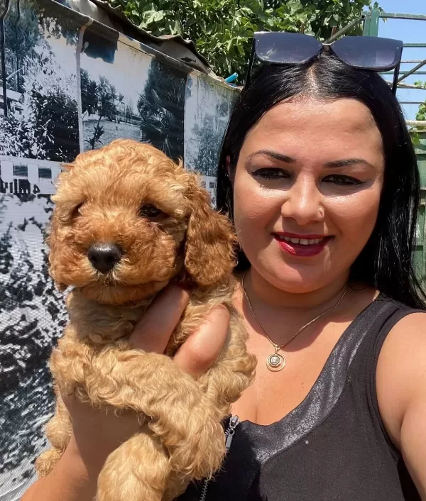 Saf Irk Orijinal Toy Poodle Yavrularımız