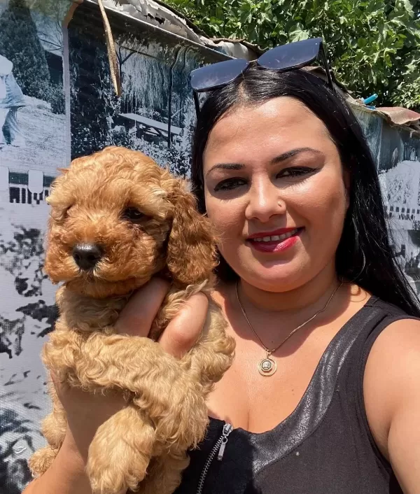 Saf Irk Orijinal Toy Poodle Yavrularımız