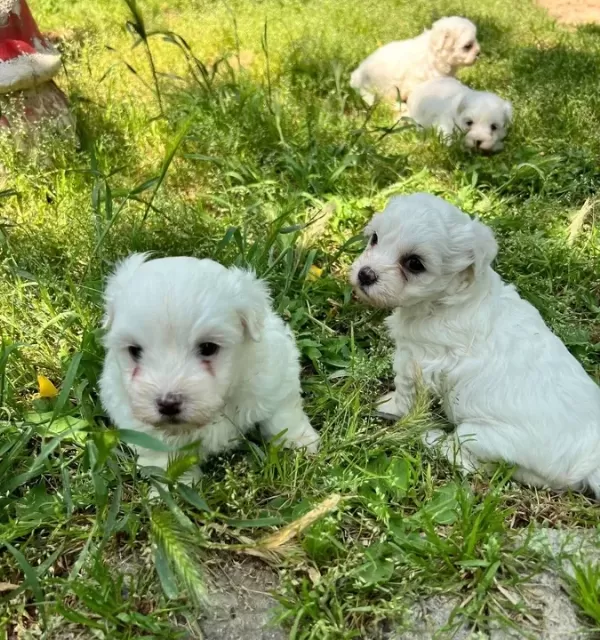 Maltese Yavrularımız