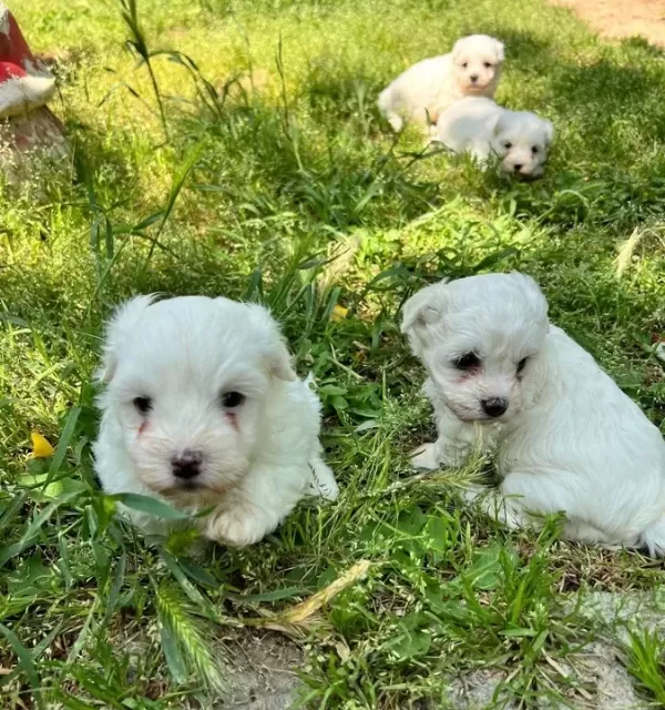 Maltese Yavrularımız