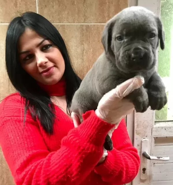 İtalyan Masti̇f Corso Yavrularimiz