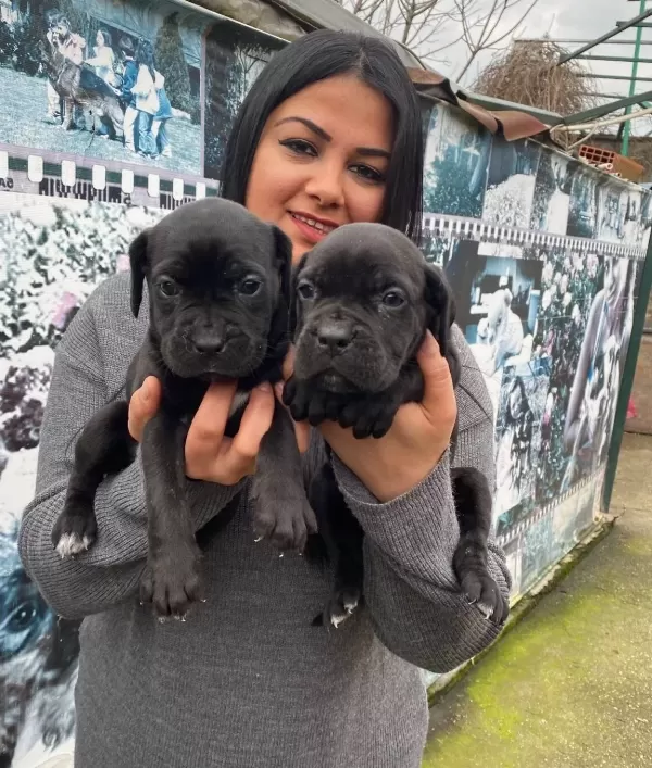 Safkan Cane Corso Yavrularimiz