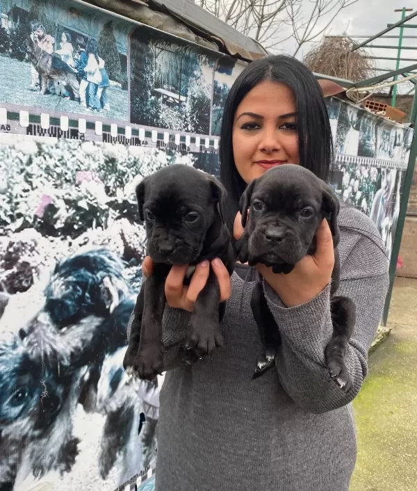Safkan Cane Corso Yavrularimiz