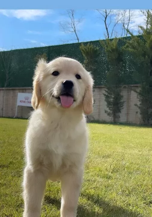 Golden Retriever Yavruları Sizleri Bekliyor