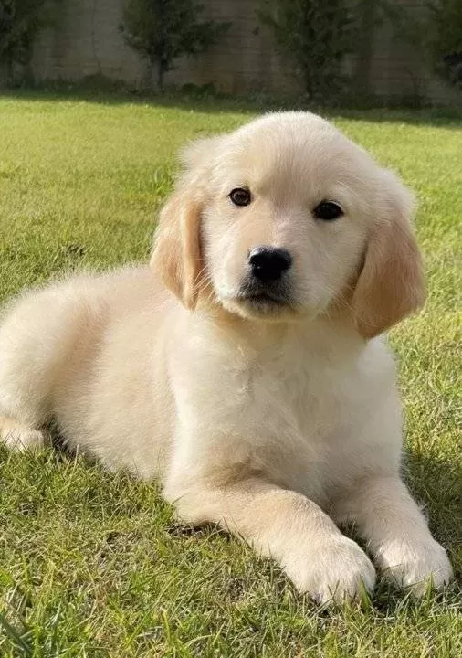 Golden Retriever Yavruları Sizleri Bekliyor