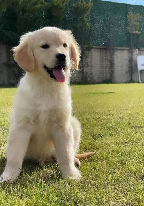 Golden Retriever Yavruları Sizleri Bekliyor